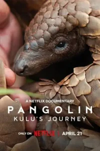 pangolin kulu s journey 2025