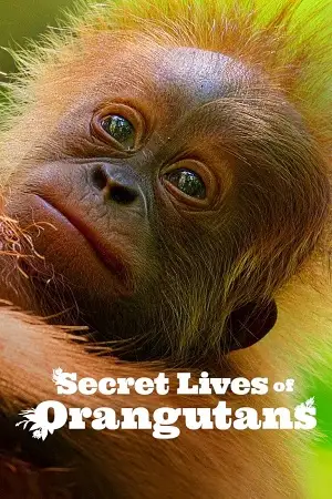 secret lives of orangutans 2024
